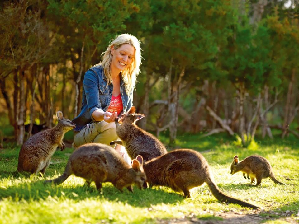  Wander with wallabies at Melbourne's Moonlit Sanctuary