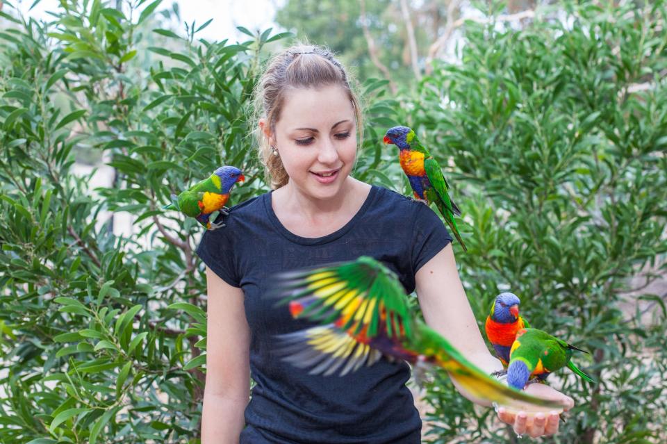  Get close to nature... Feed and hold lorikeets in Melbourne