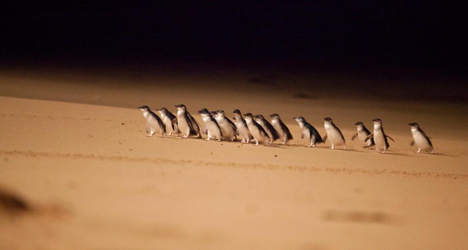  Baby penguins waddle ashore to Phillip Island