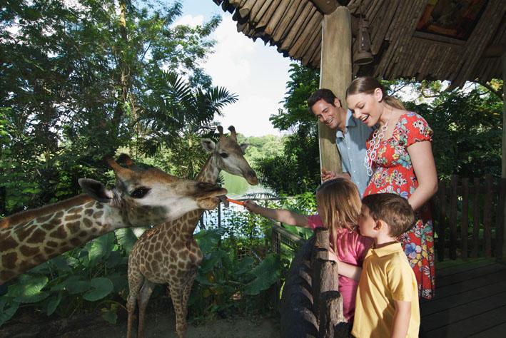  Making new friends... Meet giraffes in Singapore