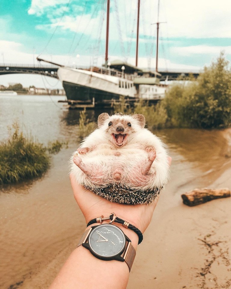 Mr Pokey, out and about again and proudly showing off his fluffy tummy