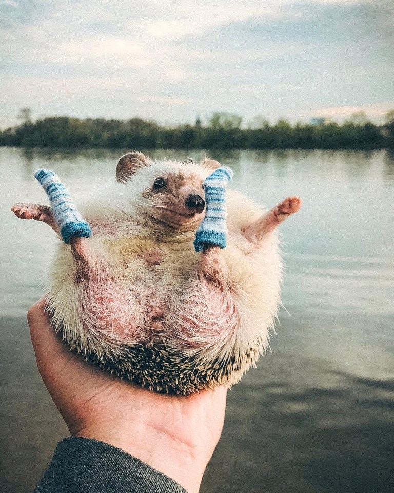 The tiny animal even has his own little socks to keep him warm on his jaunts around Germany