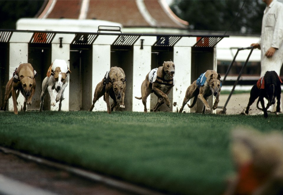 Walthamstow’s track was one of Britain’s most iconic dog racing venues before it’s closure in 2008