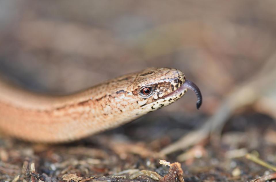  Slow-worms are often mistaken for snakes