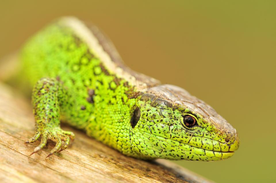  Bright green male sand lizards are easily identified in mating season