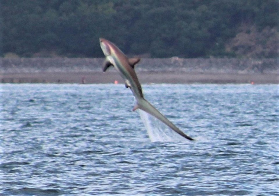 The 11ft shark was pictured leaping out of the water off the coast of Torquay