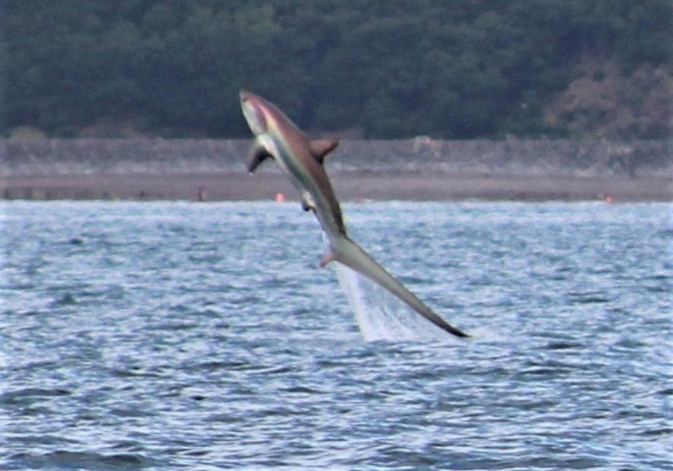  The 11ft shark was pictured leaping out of the water off the coast of Torquay