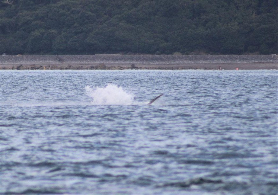 Robert Hughes of Devon Sea Safaris photographed the sight near Thatcher Rock