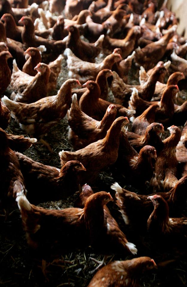  More than a fifth of small British farms have been lost in the past ten years and around 95 per cent of poultry is now bred at so-called mega-farms