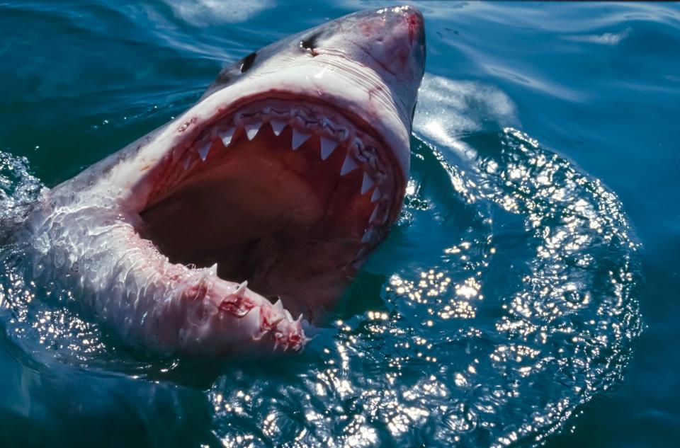  The area is a feeding ground for seals which attract great whites (file image)