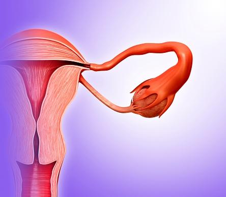  The woman's fallopian tube, which connects the ovary to the womb, twisted four times