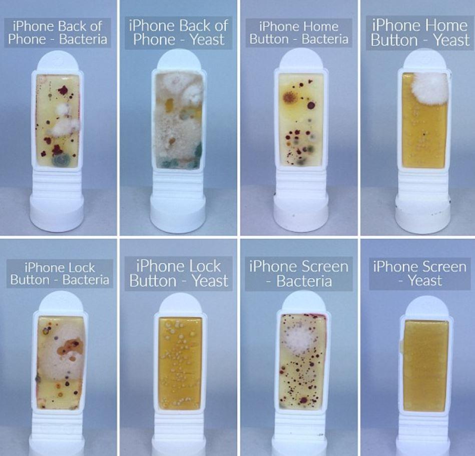  What bacteria on your iPhone looks like, according to the swab tests