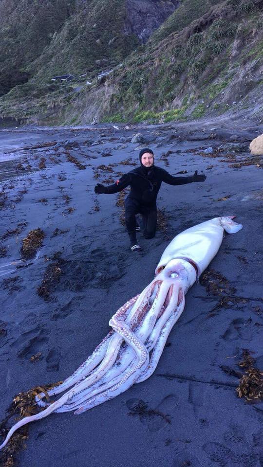  The dead squid was about 40 minutes past Devil's Gate - a popular 4x4 trail outside the capital city