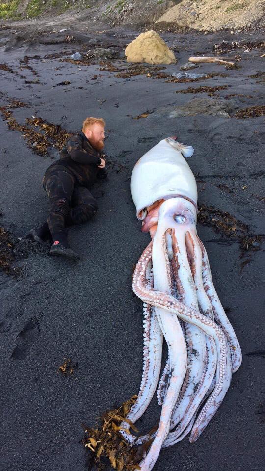  Diver Jack Aplin poses with the giant squid