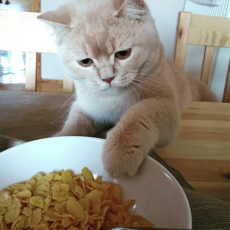  Ginger cats are very popular among owners around the world