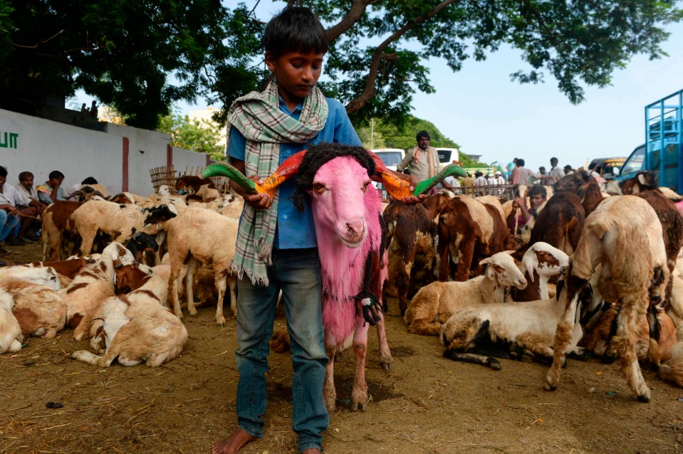 A young livestock vendor displays his sheep at a make-shift market set up ahead of Eid al-Adha in Chennai, India