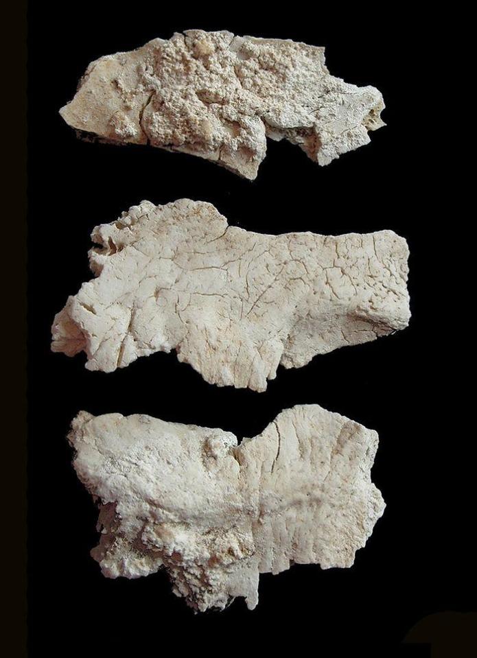  Three of the cremated cranial bone fragments from Stonehenge used in the study