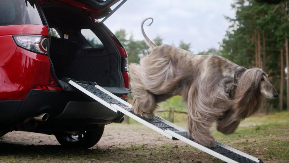  The folding ramp can help protects dogs' joints