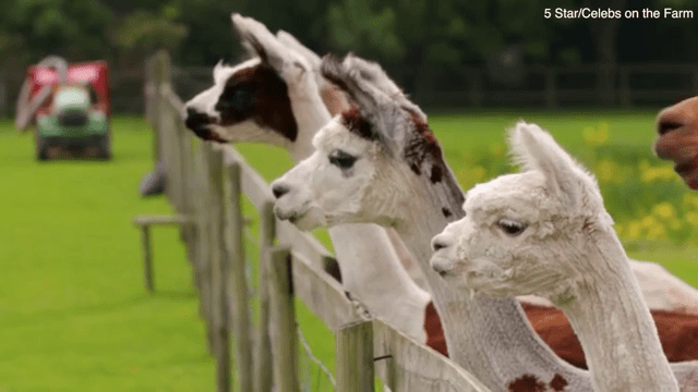  She was sent to clip their nails for Celebs On The Farm