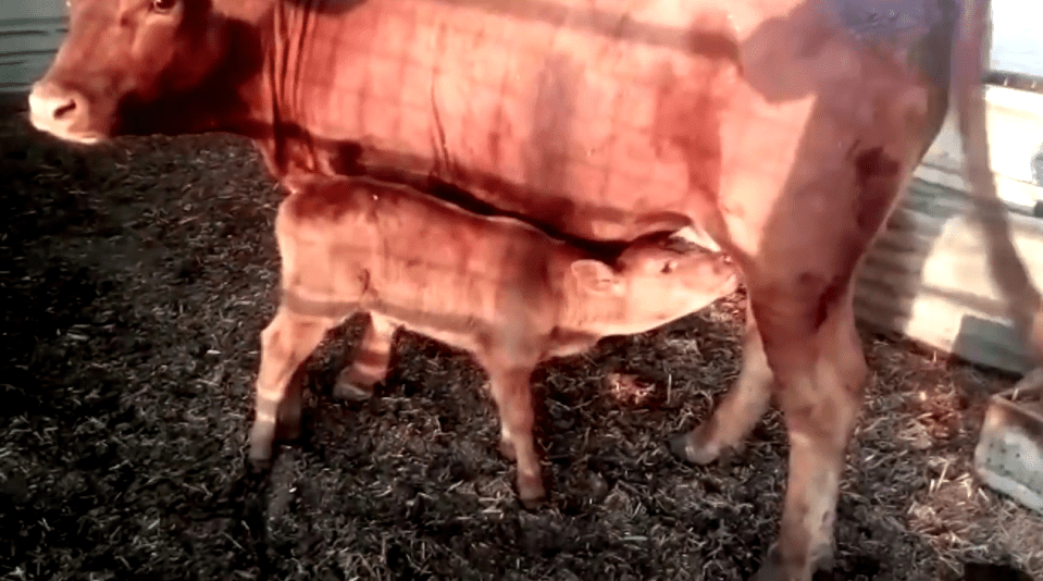  A 'red heifer' has been born in Israel, allegedly fulfilling a prophecy that the 'end of times' are near