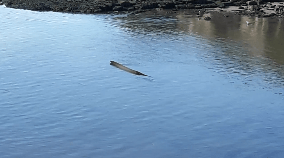  A strange 'sea serpent' has been spotted in the River Tyne close to Newcastle