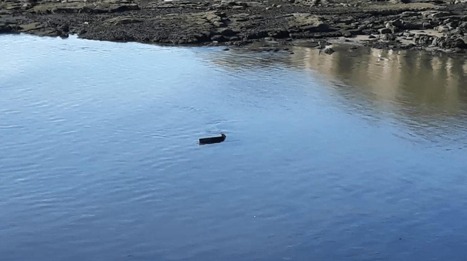  The 'creature' was swimming near the banks of the River Tyne in Tynemouth