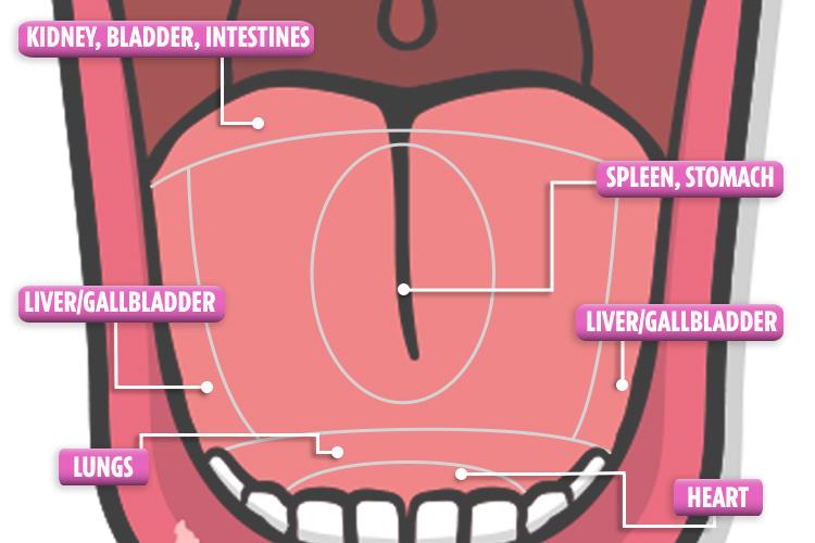 Different parts of the tongue relate to different organs of the body