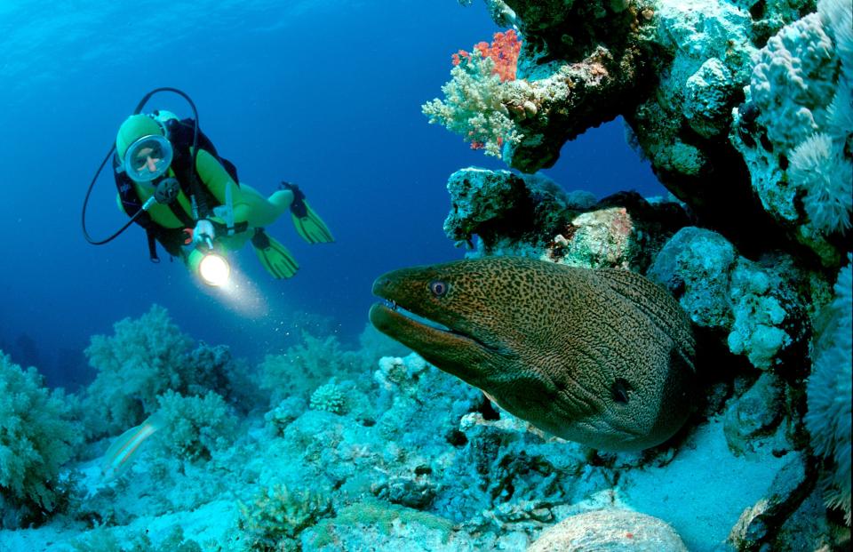  Couples can dive together to see the Red Sea's incredible coral reef off Hurghada City