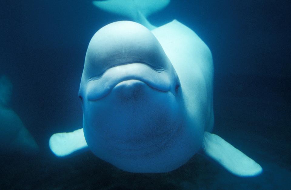  Beluga whales can weigh over 1,400kg