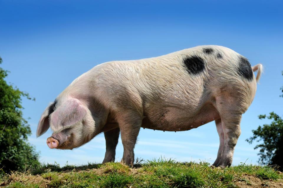  Tune in to Channel 4's new show if you're not squeamish about pungent pigs