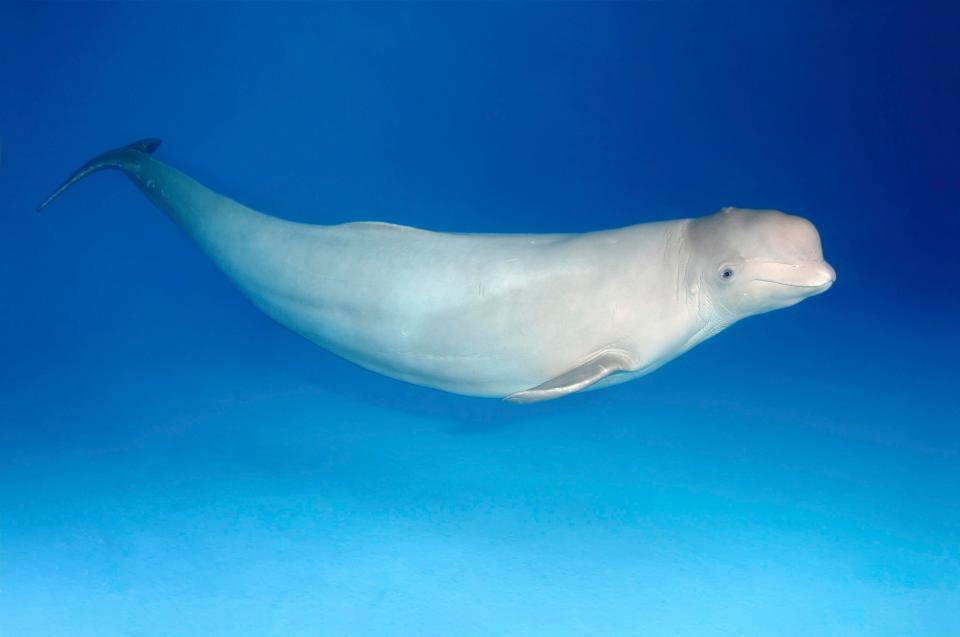  Belugas can measure four metres long