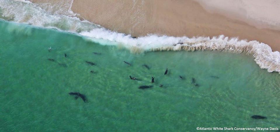  Sharks swim close to shore off Monomoy National Wildlife Refuge in Massachusetts