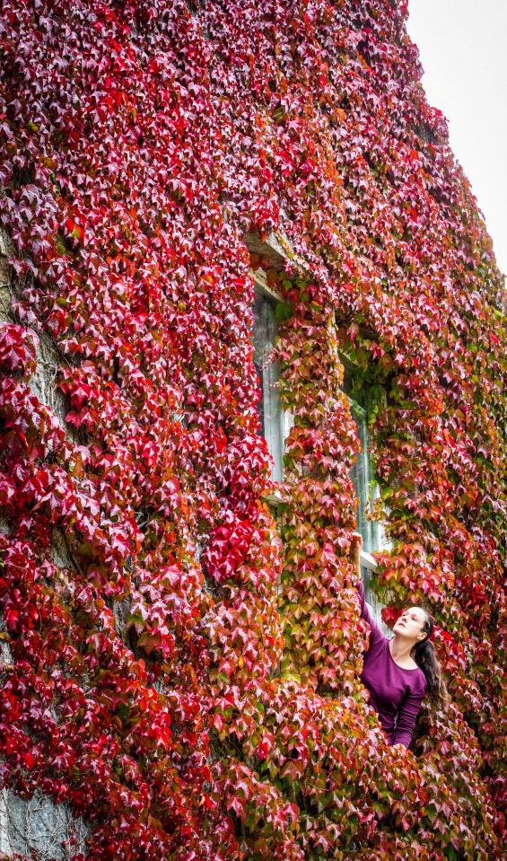  The warm weather has brought out the redness in the virginia creeper early