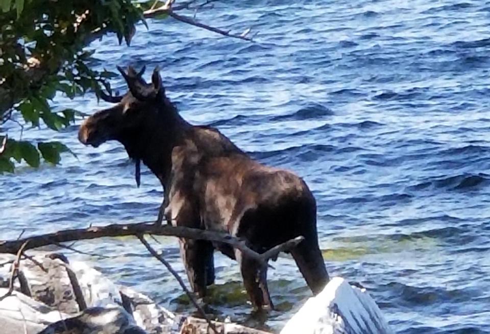  A moose drowned in Vermont, USA, after it escaped from crowding tourists by running into a lake