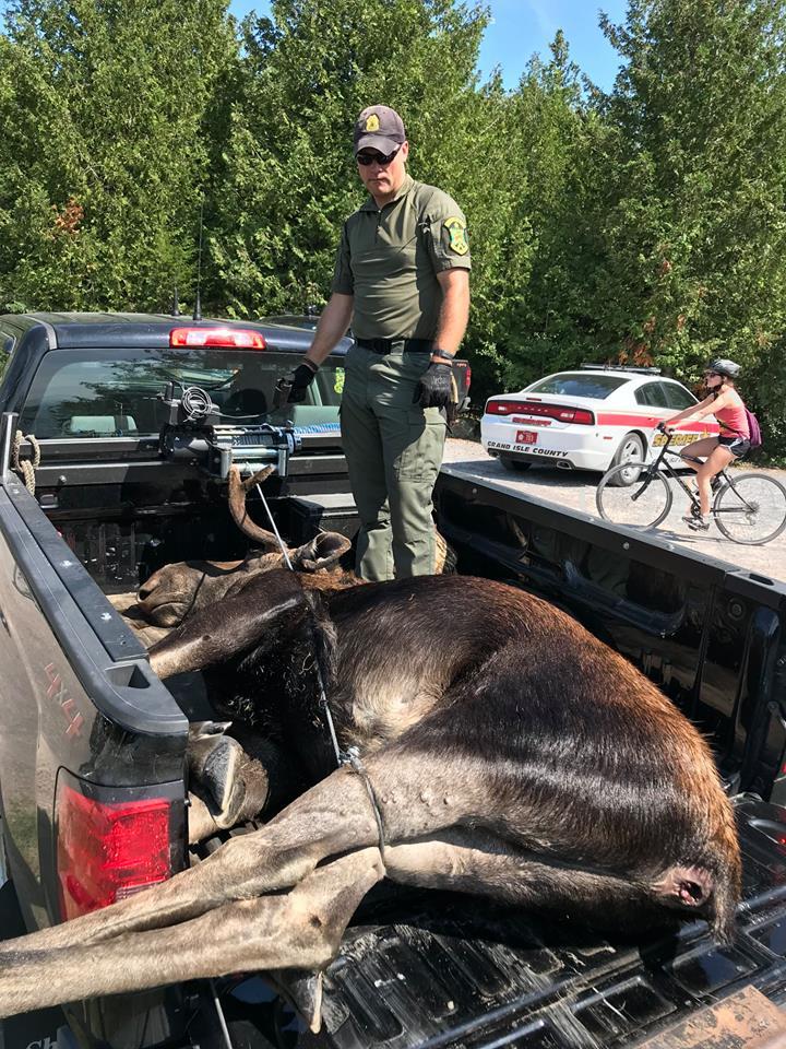  The animal's body was collected by wildlife officials