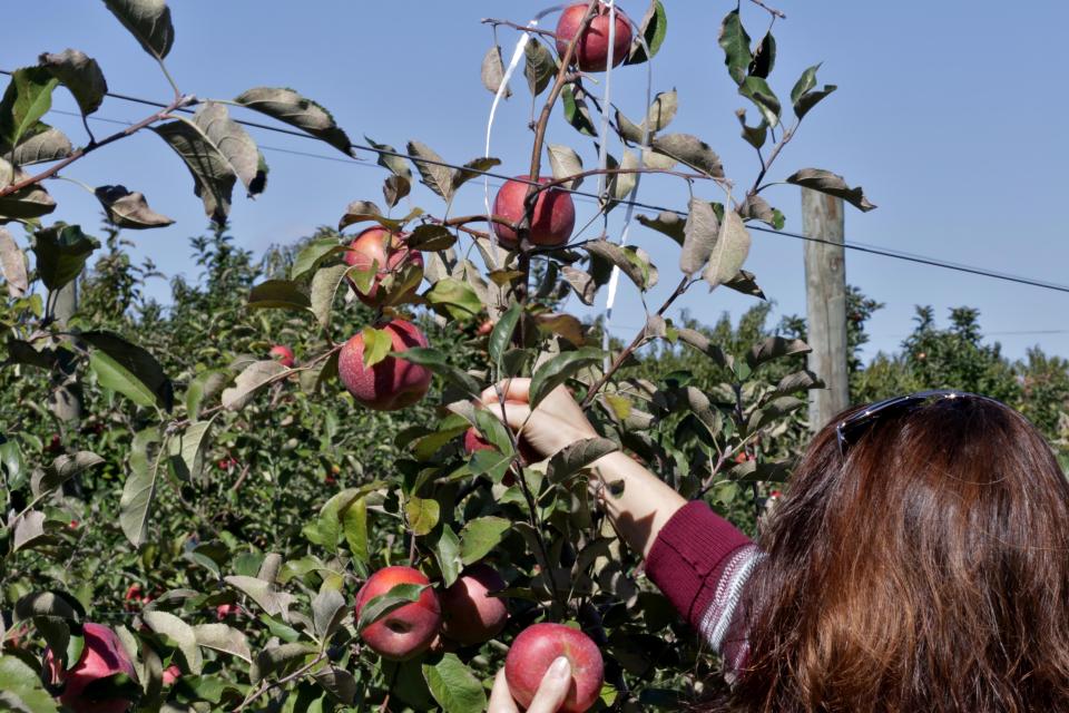  The re-launch of the scheme will meet post-Brexit demands for fruit pickers to stop produce rotting on trees