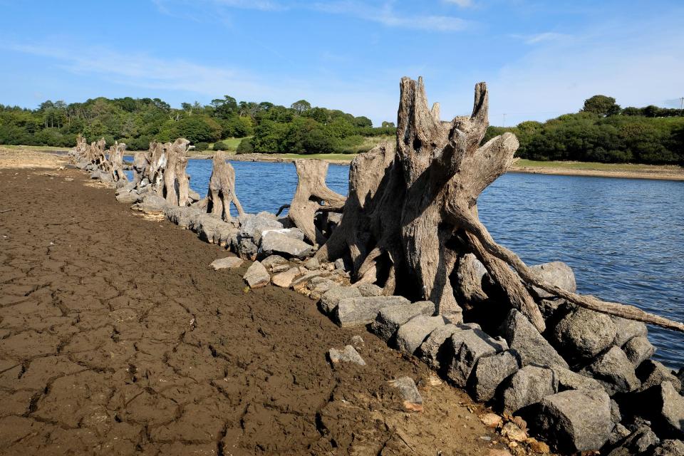  Trees that once lined a wall by a house at Nanquitho