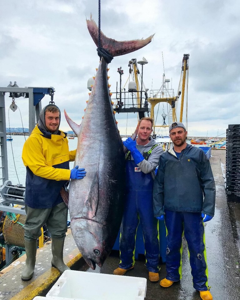 This enormous bluefin tuna could feed a small town but must be destroyed under EU law