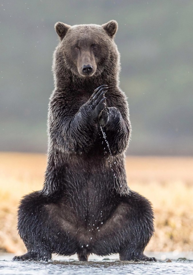 The humongous bear delicately practices yoga by a lake