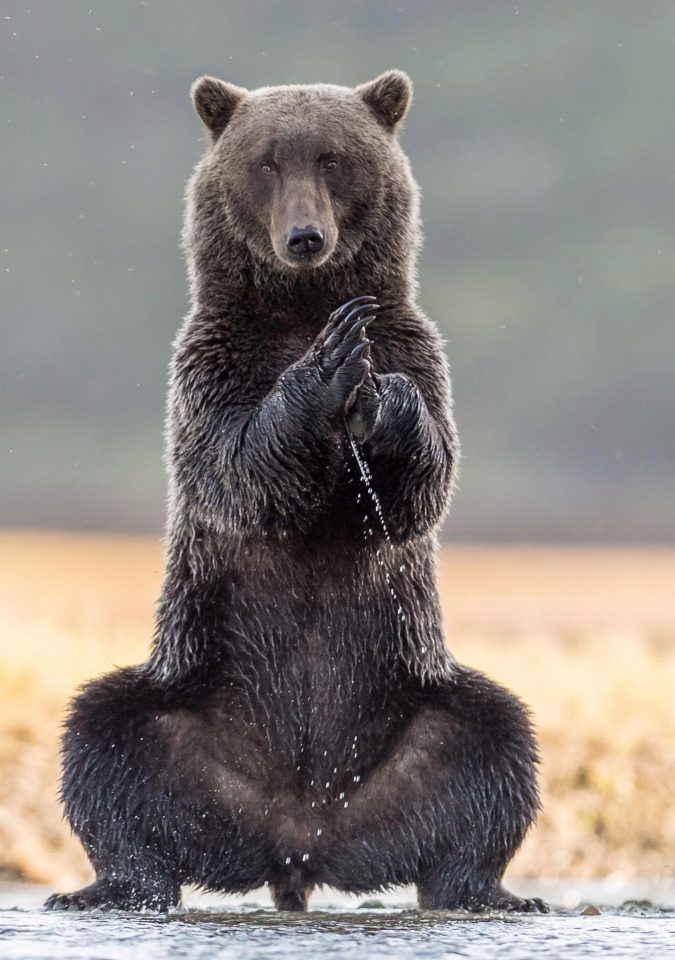  The humongous bear delicately practices yoga by a lake