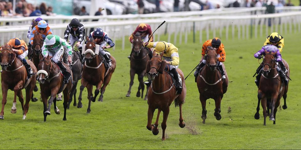  Flying Pursuit (yellow) will love conditions at Ayr