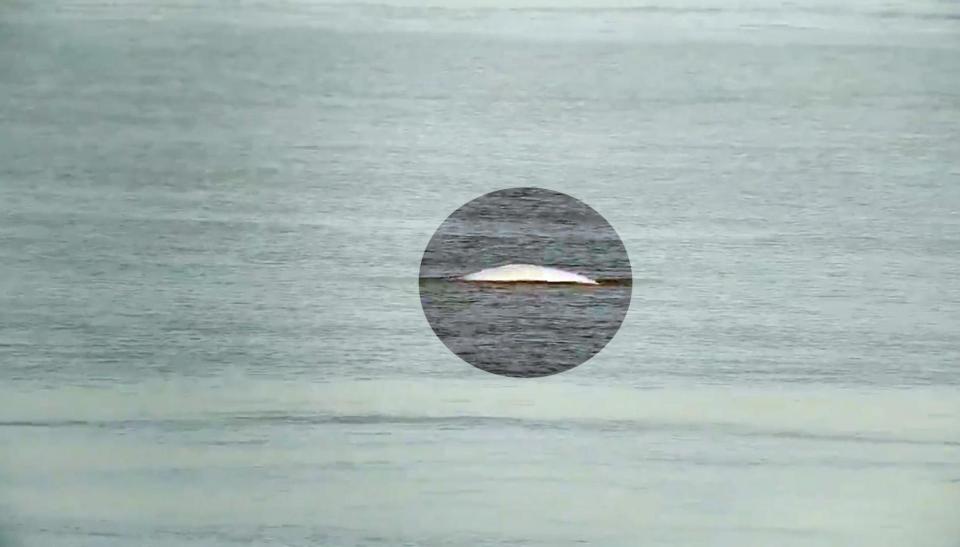  A Beluga whale has been spotted swimming in the Thames near Gravesend, Kent