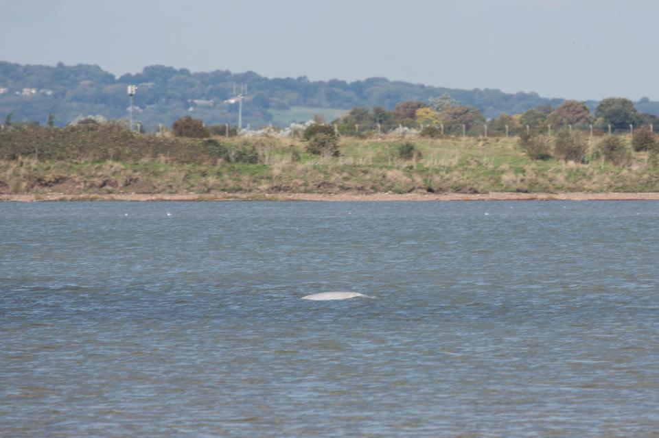  The whales are usual found swimming in the freezing waters of the Arctic