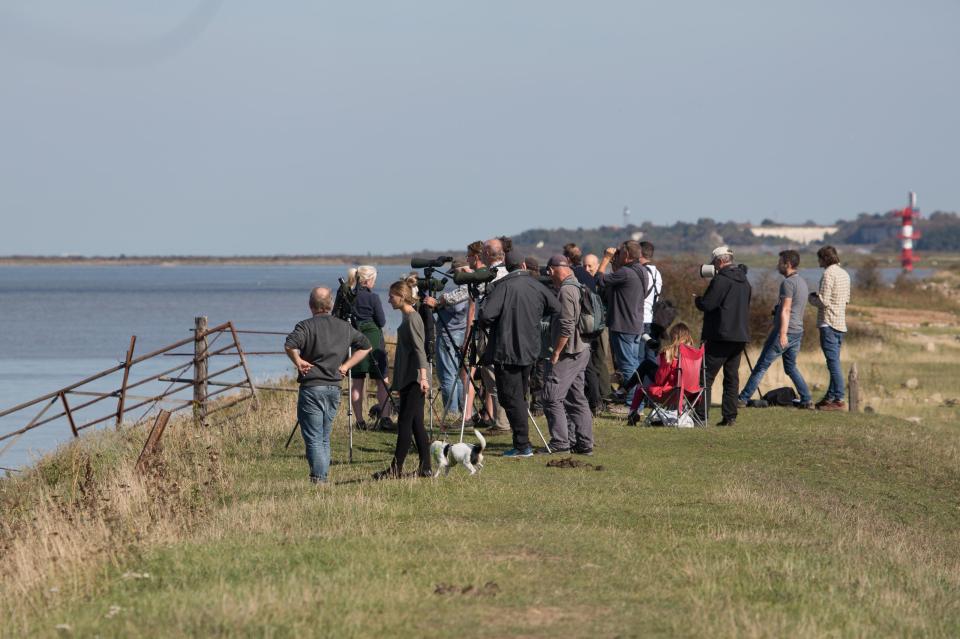  A crowd has gathered to catch a sighting of the Beluga whale