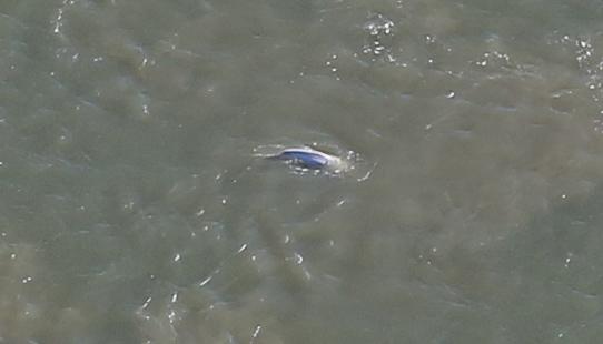  Aerial footage shows the whale in the water