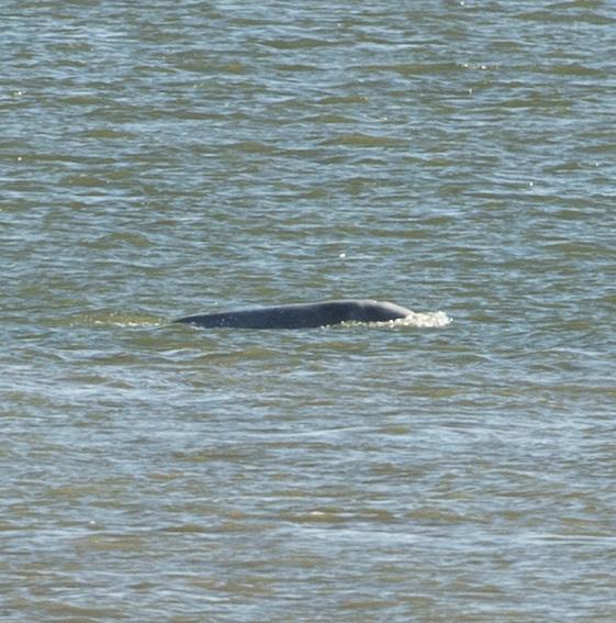  The whale, pictured, was spotted in the River Thames