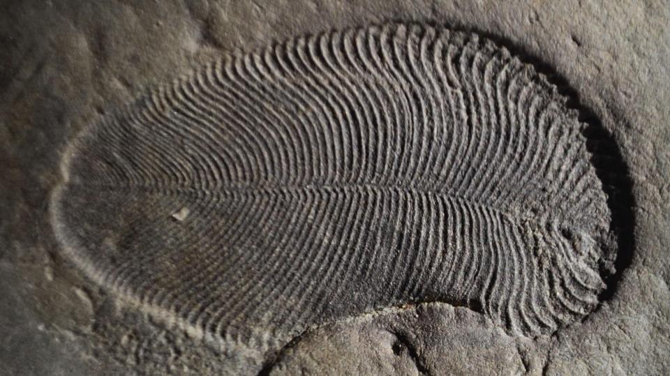  The mysterious fossil dates back 558million years, and is the earliest evidence of animal life on Earth