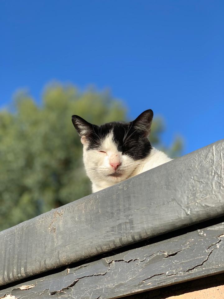  Portrait Mode is very sharp, and creates a adjustable-blur bokeh effect