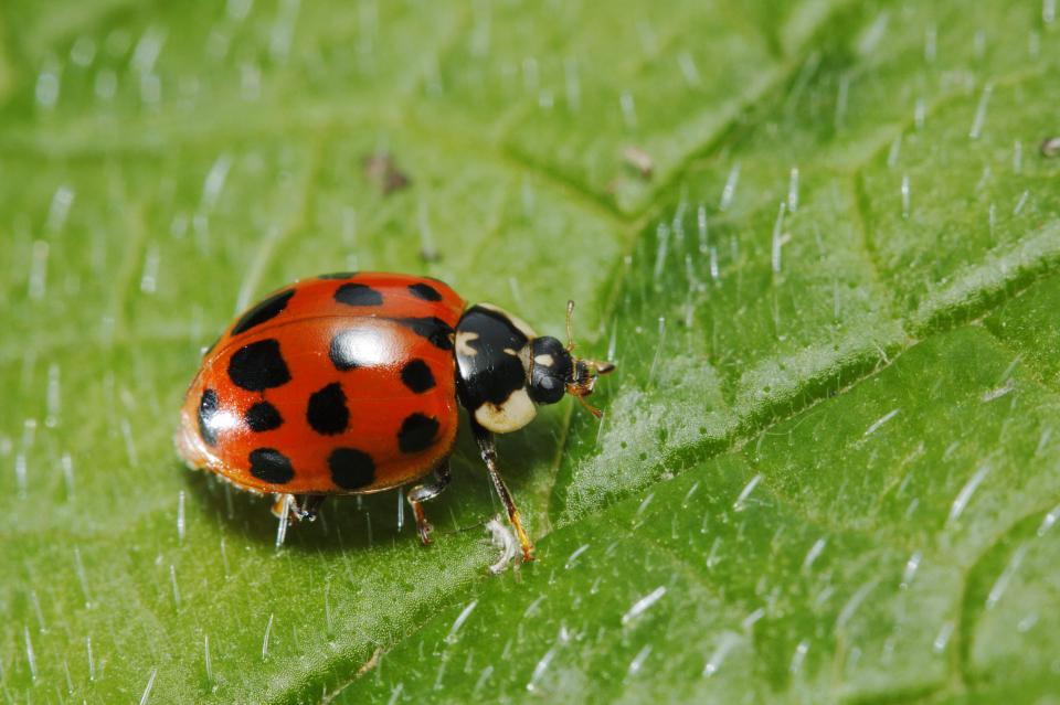  Experts said the ladybirds swarming UK homes were most likely to be Harlequins