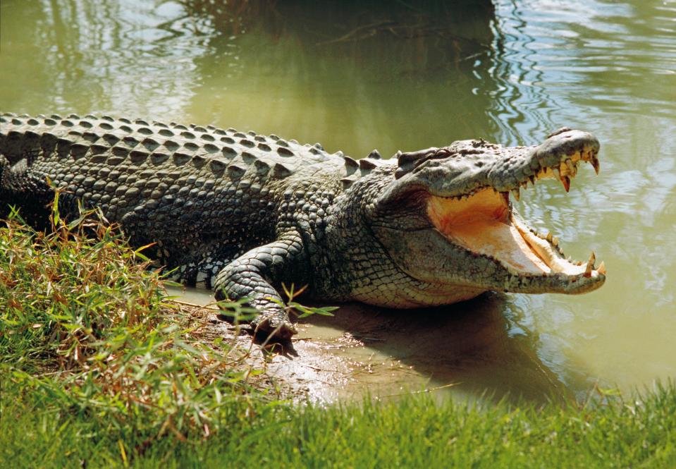 The woman was out fishing with her family when she was taken by the crocodile